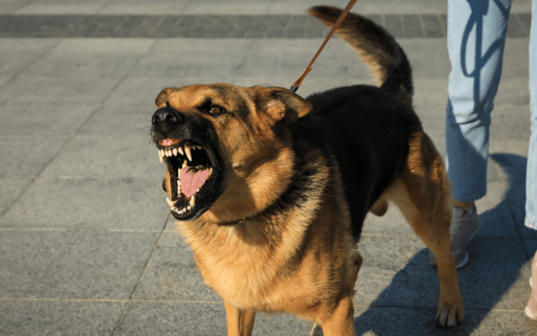 Le trouble de l’agressivité chez le chien : et si on en parlait ?