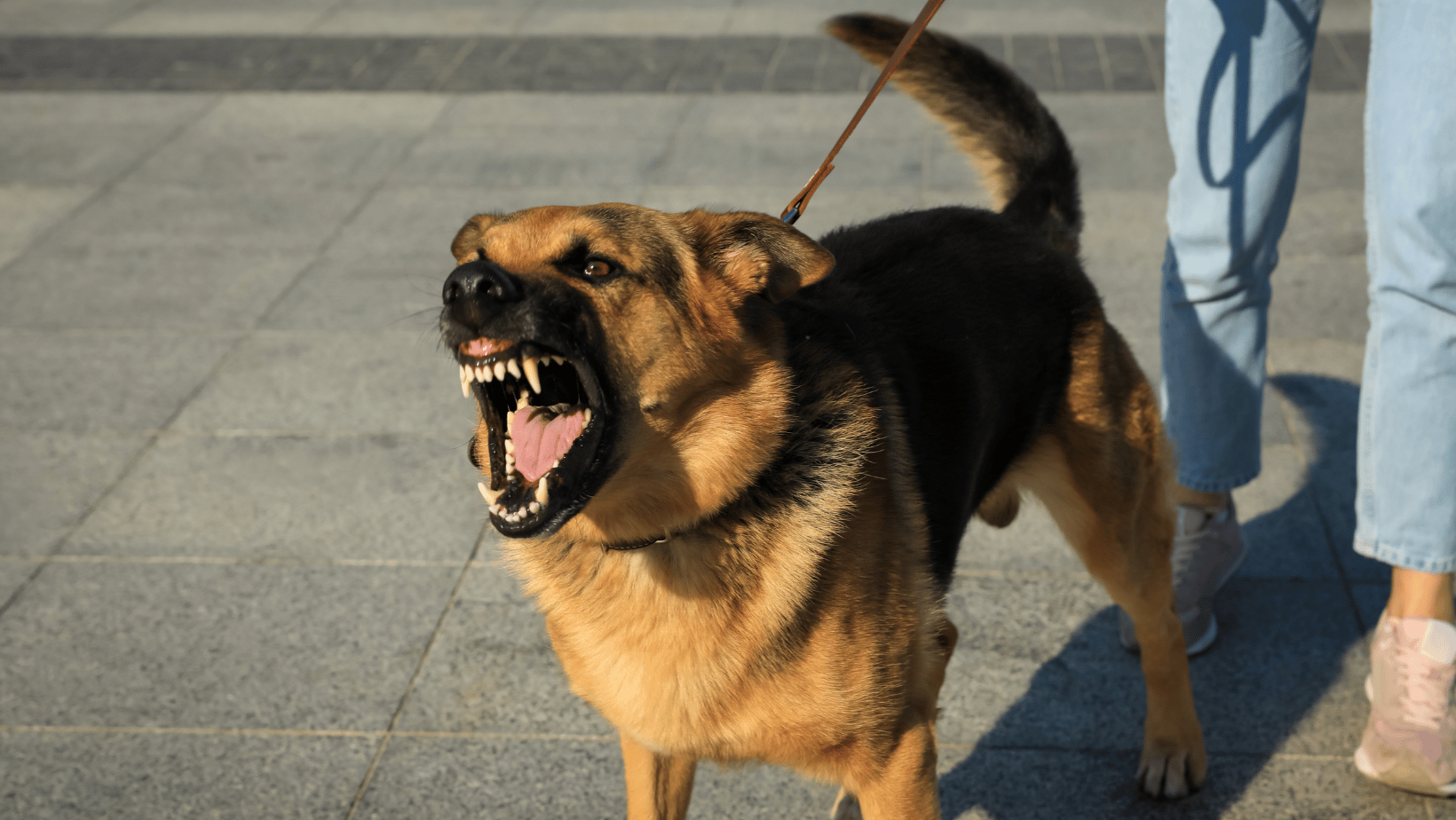 L'agressivité chez le chien