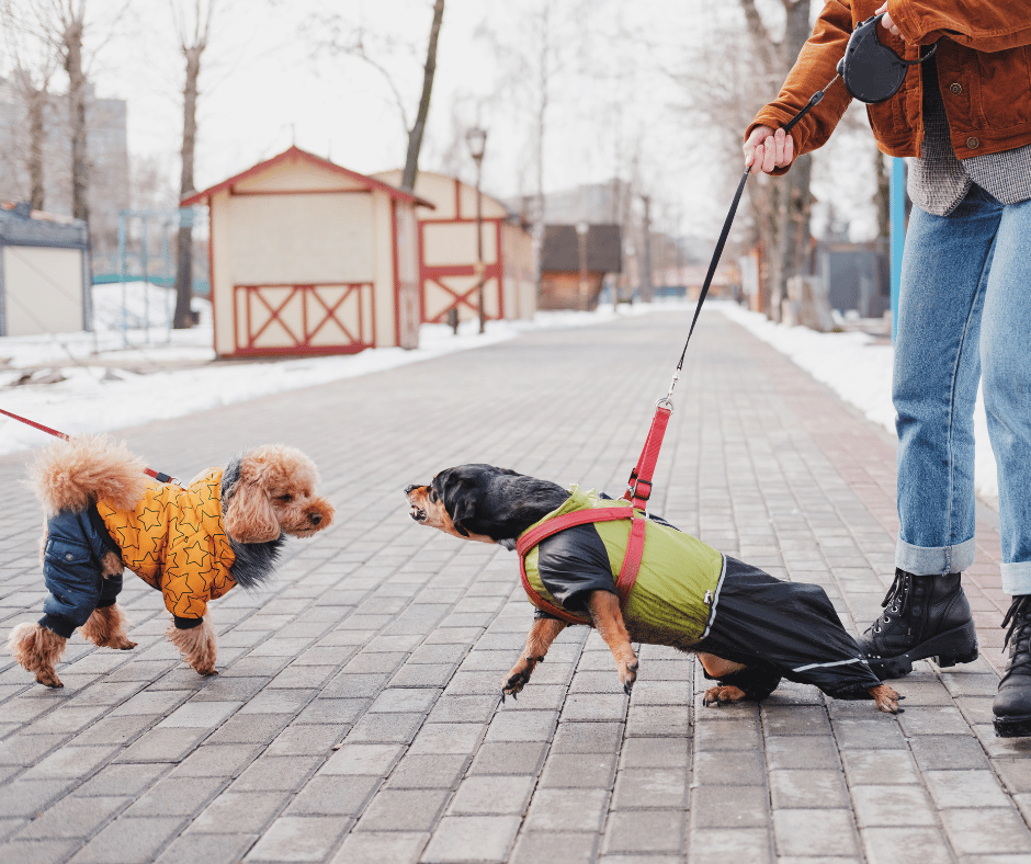 Comment se manifeste le trouble de l’agressivité chez le chien ? Comment se manifeste le trouble de l’agressivité chez le chien ?