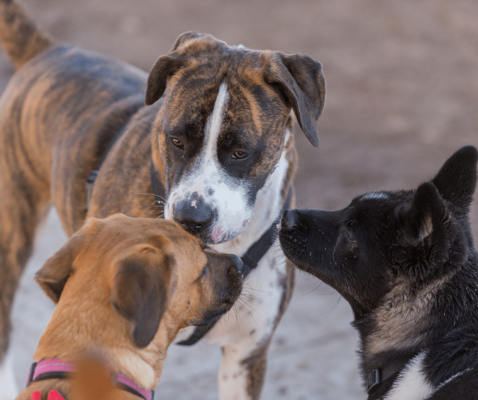 communication-chiens