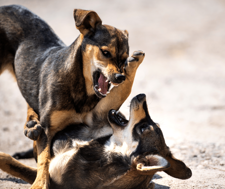 chien-méchant