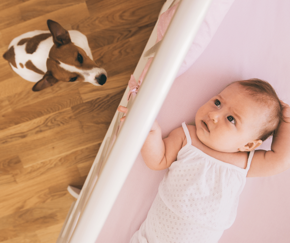 l'arrivée-de-bébé-chien