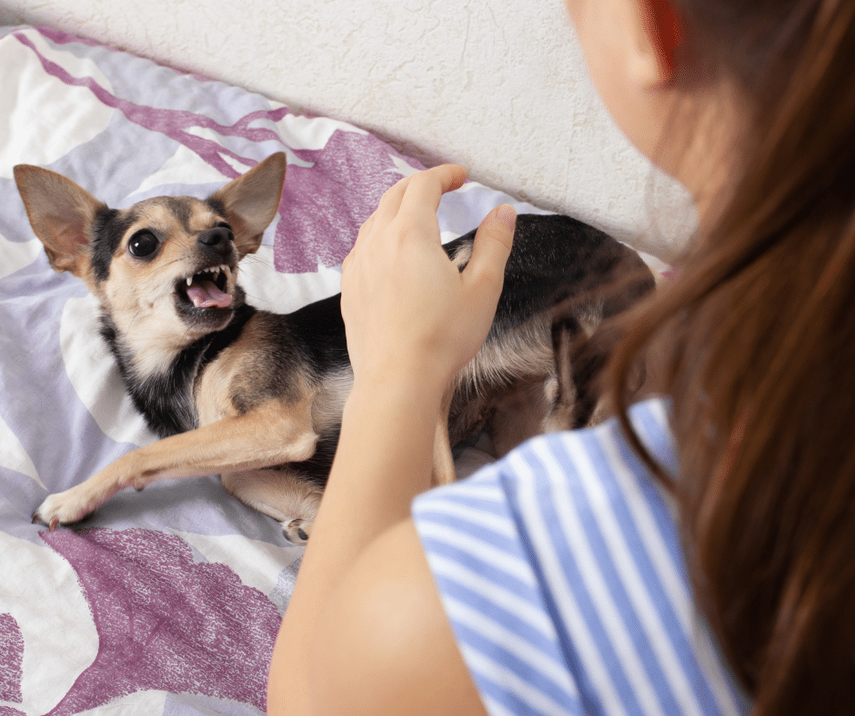 l'agressivité-chez-le-chien