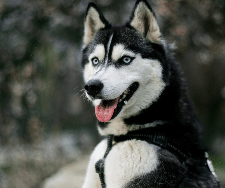 husky-sibérien