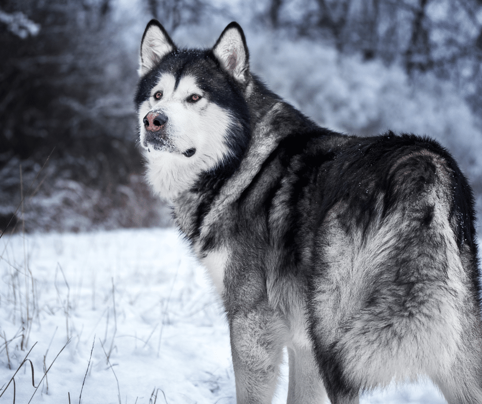 malamute-d’Alaska