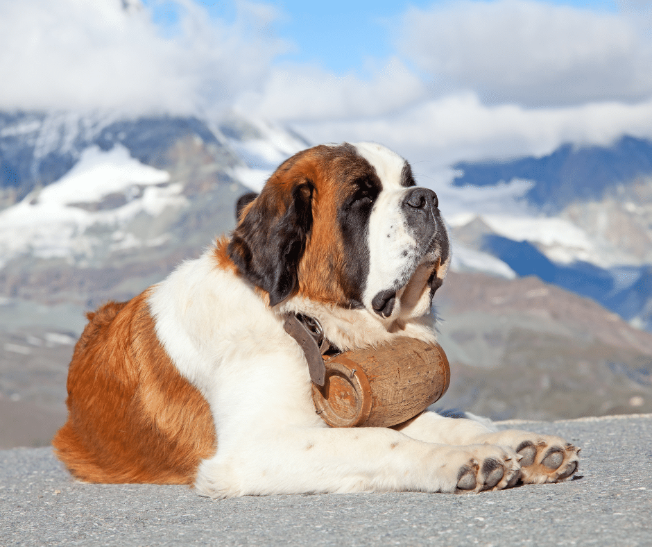saint-bernard