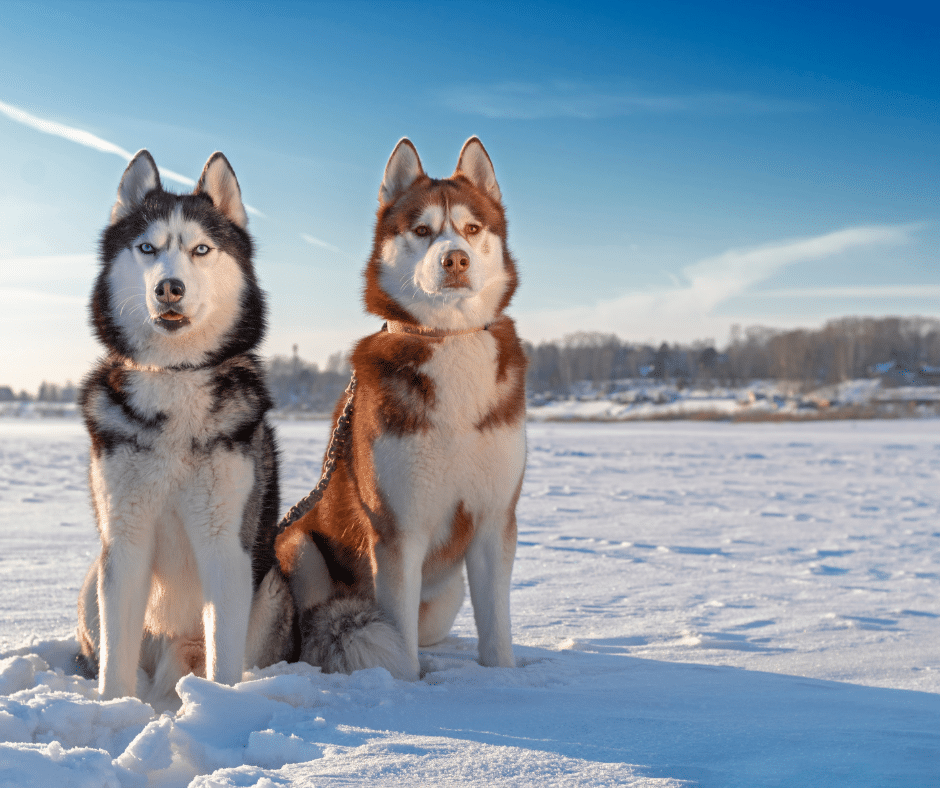 chien-hiver