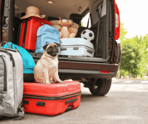 voyager avec son chien