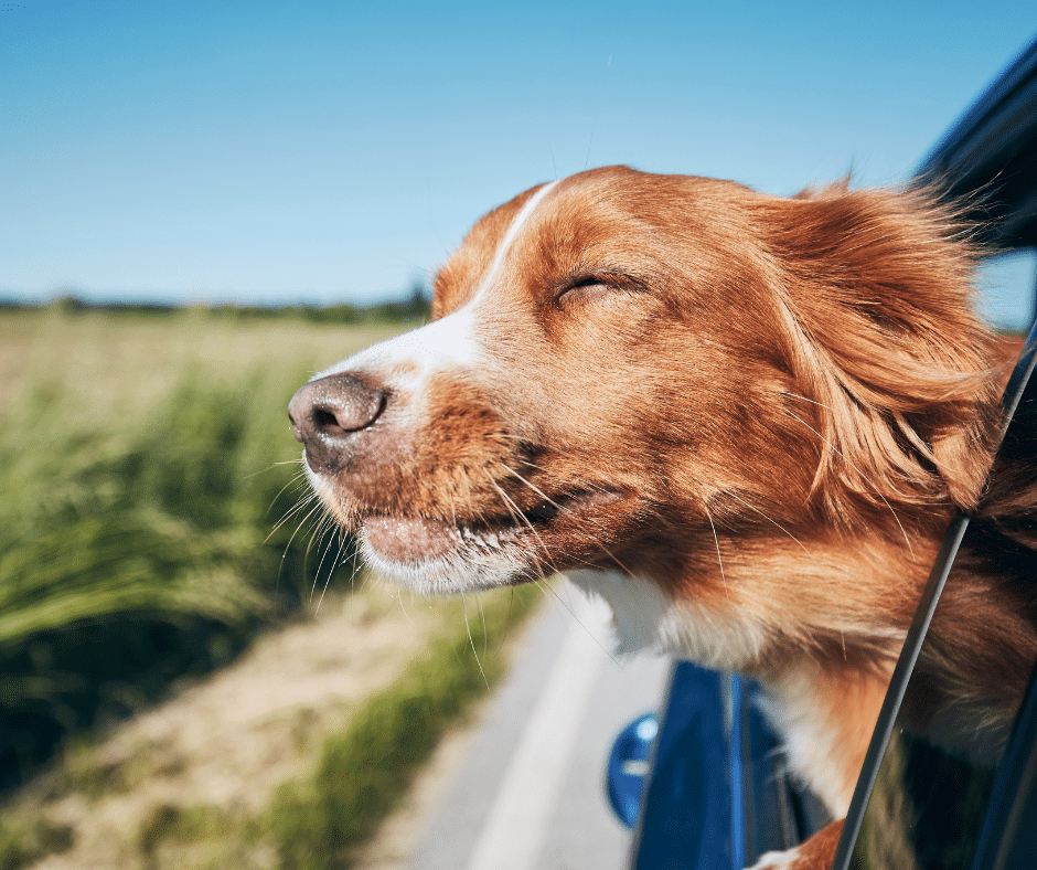 faire garder son chien pendant les vacances