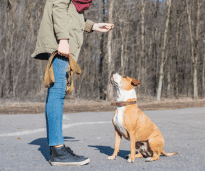 chien n’obéit pas à l’extérieur Châlons-en-Champagne